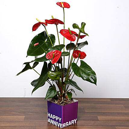 Red Anthurium Plant For Anniversary: Anniversary Plants