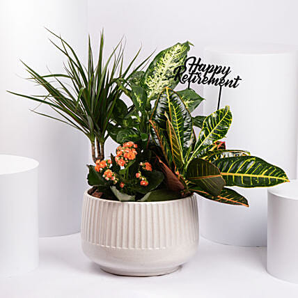 Retirement Wishes Plants Garden: 