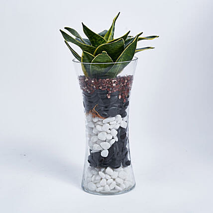 نبات الثعبان في مزهرية طويلة: نباتات داخلية للمكتب