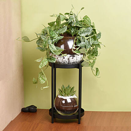 Scindapsus and Echeveria Plant Stand: Air Purifying Plants