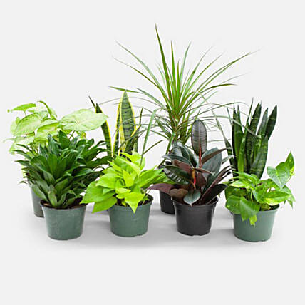 Set Of 8 Beautiful Plants: Snake Plants