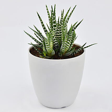 Small Haworthia in White Pot: Pet Friendly Plants 