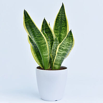 Small Sansevieria in Pot : Snake Plants 
