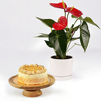 كومبو نبات أنطوريوم مع كيك باترسكوتش بدون سكر: كيك بدون سكر 