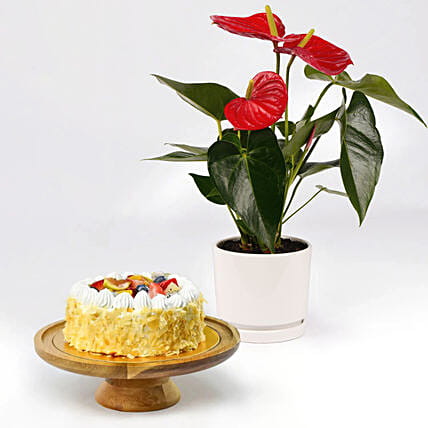 نبات أنطوريوم وكيكة فواكه بدون سكر: كيك بدون سكر 