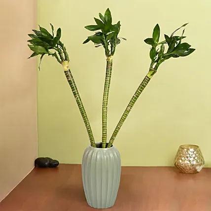 Tiger Lucky Bamboo in Premium Vase: Lucky Bamboo