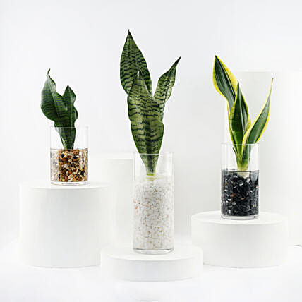 Trio of Snake Plant Air Purifying: Outdoor Plants