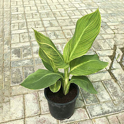 Tropicana Canna Lily Plant Pot: Outdoor Plants to Abu Dhabi