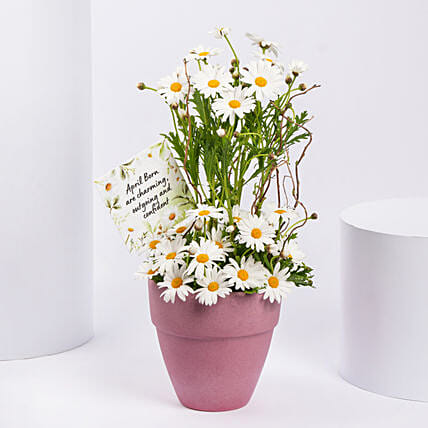 White Daisy Birthday Arrangement: الأقحوان