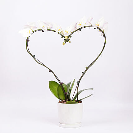 White Heart Orchid: Orchid Plants