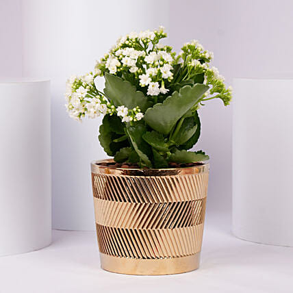 White Kalanchoe In a Beautiful Pot: Flowering Plants 