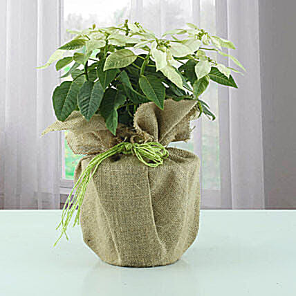 White Poinsettia Plant in Jute Wrapping: هدايا بقيمة 100درهم وأقل 