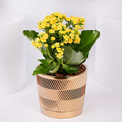 Yellow Kalanchoe In Ceramic Pot: Flowering Plants 