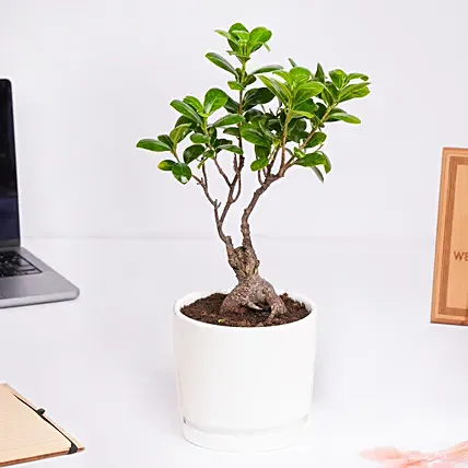 Zen bonsai in a ceramic pot: Bonsai Plants