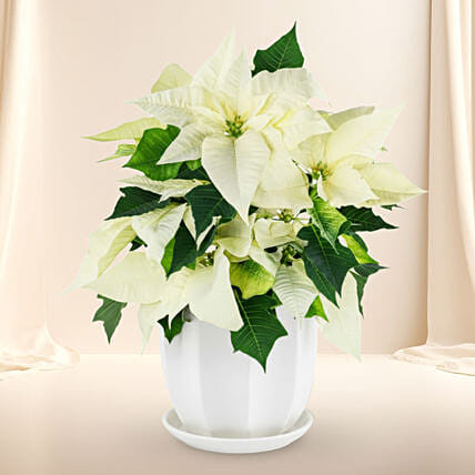 Poinsettia Plant White: Christmas One Hour Gifts Delivery 