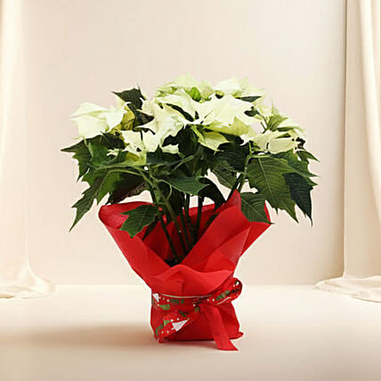 White Poinsettia Plant: 