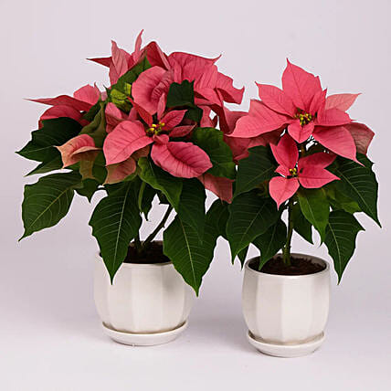 Pink Poinsettia Pink 2 Set: Christmas Trees