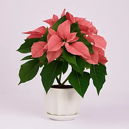Poinsettia Plant Pink: Christmas Gifts