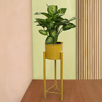 Dieffenbachia Plant in Premium Pot: Christmas Wreaths Dubai