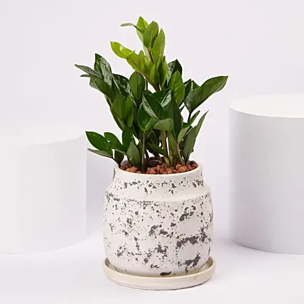ZZ Plant Ceramic Pot: Anniversary Gifts