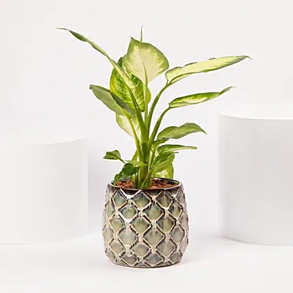 Dieffenbachia in Ceramic Vase: Anniversary Gifts