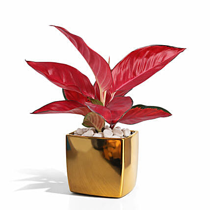 Aglonema Maria in Pink Planter: Plants 