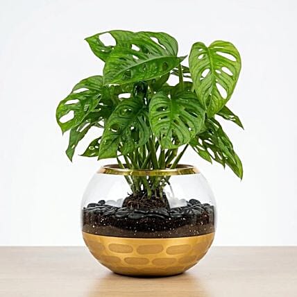 Monstera Plant Small: Plants 