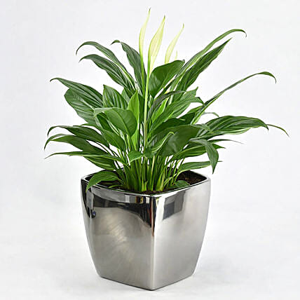 زنبق السلام باللون الأبيض في وعاء سيراميك أسود: هدايا نباتات داخلية اونلاين 