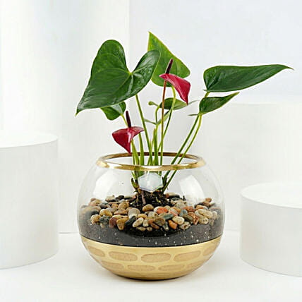 Red Anthurium Plant in Gold Pot: Good Luck Plants