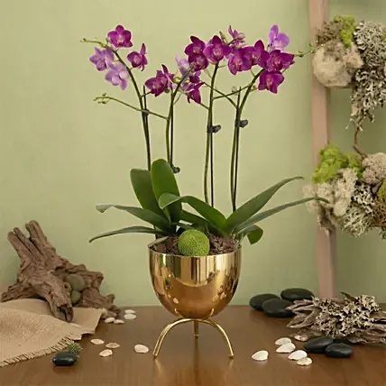 Purple Orchid Plant In Premium Gold Pot: Plants 