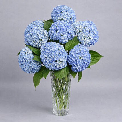 فازة هيدرانجيا زرقاء | 8 ورود: هدايا الشباب