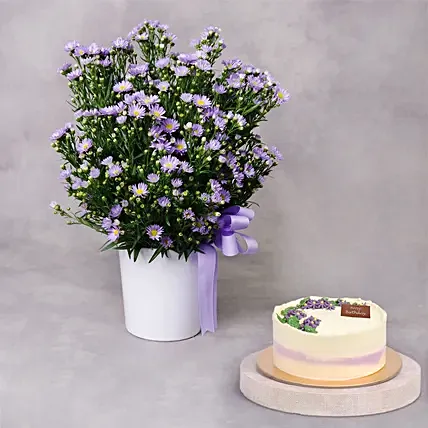 Aster Flower and Cake Combo: Purple Flower Bouquets