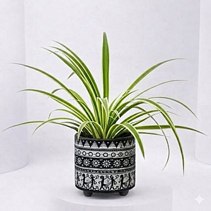 Chlorophytum or Spider Plant: Plants 