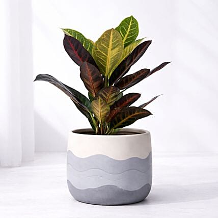 Croton Plant Medium: Air Purifying Plants 