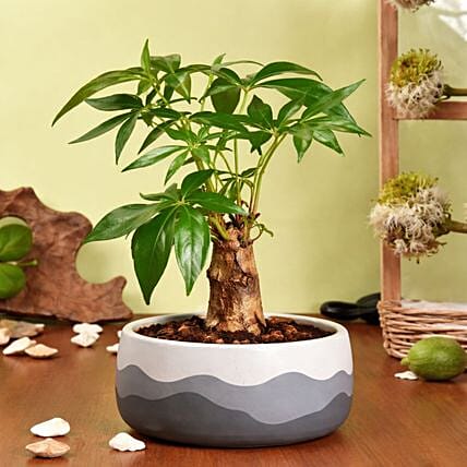 Paclcira Sail Or Pachira Good Luck Tree: Indoor Plants