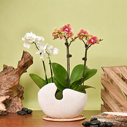 White and Yellow Mini Orchid in Designer Base: New Arrival Plants