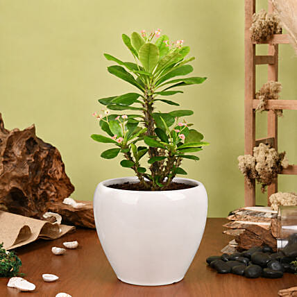 Crown of Thorns Plant Small: 