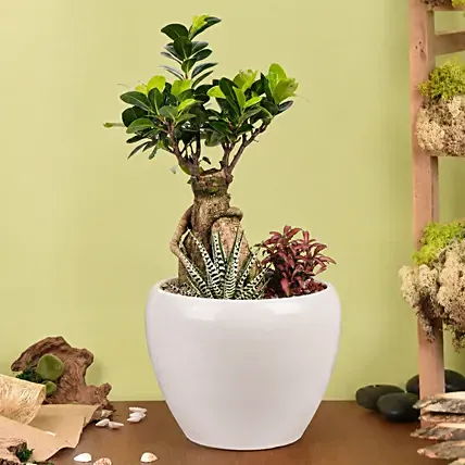 Bonsai Garden: Plants