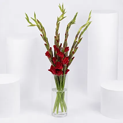 Red Gladiolus Beauty In A Vase: Gladiolus Flowers