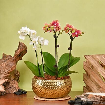 White and Yellow Mini Orchid in Designer Base: New Arrival Plants