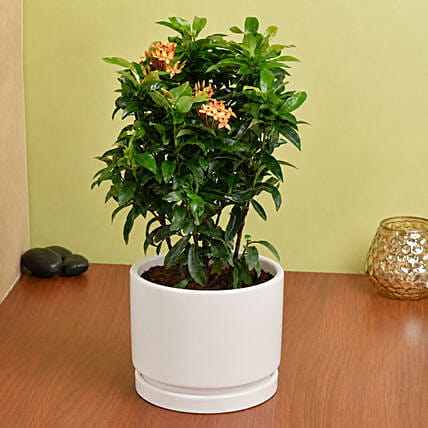 Beautiful Ixora Flower Plant In Ceramic Pot: Flowering Plants 
