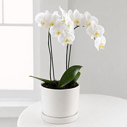 White Phalaenopsis Orchid Plant: Flower for Sister