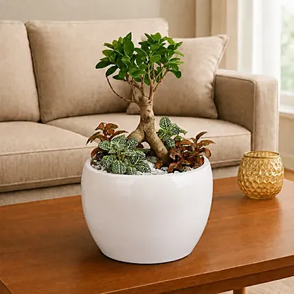 Bonsai & Fittonia Plant In Platter Planter: Bonsai Plants 
