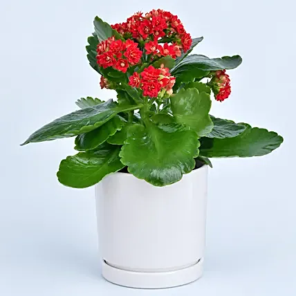 Bright Kalanchoe Plant In Pot: Plants for Birthday Gift 