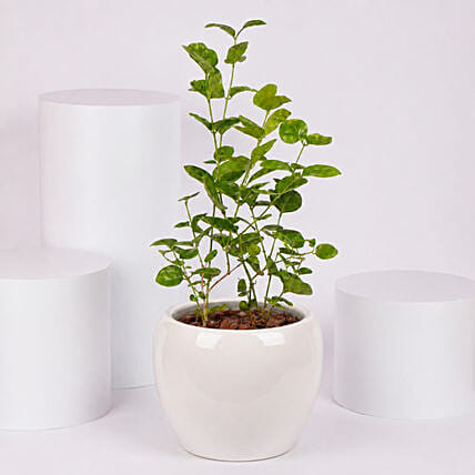 Jasmine Flowering Plant: Flowering Plants 