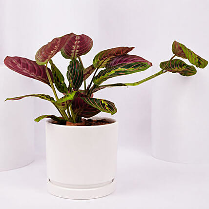 Maranta Potted Plant: Housewarming Plants 