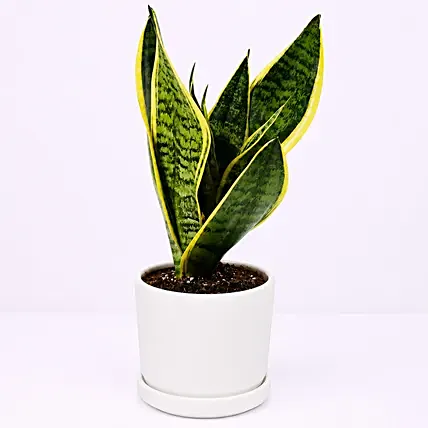 Sansevieria Plant In Plastic Pot: Snake Plants 