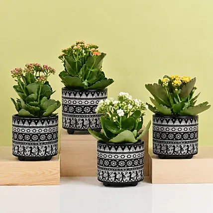 Set of 4 Kalanchoe Plants: Plants Combo 