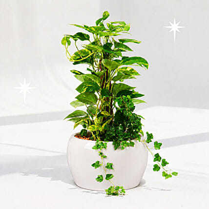 Tall Money Plant and Hedera Helix In Premium Planter: Money Plants 