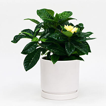 Beautiful Gardenia Jasmine Plant: Flowers And Plants